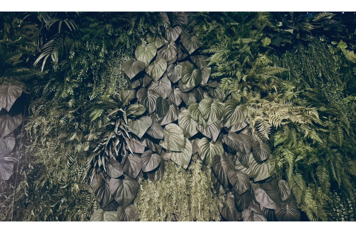 Close-up of a dense forest with various tree species